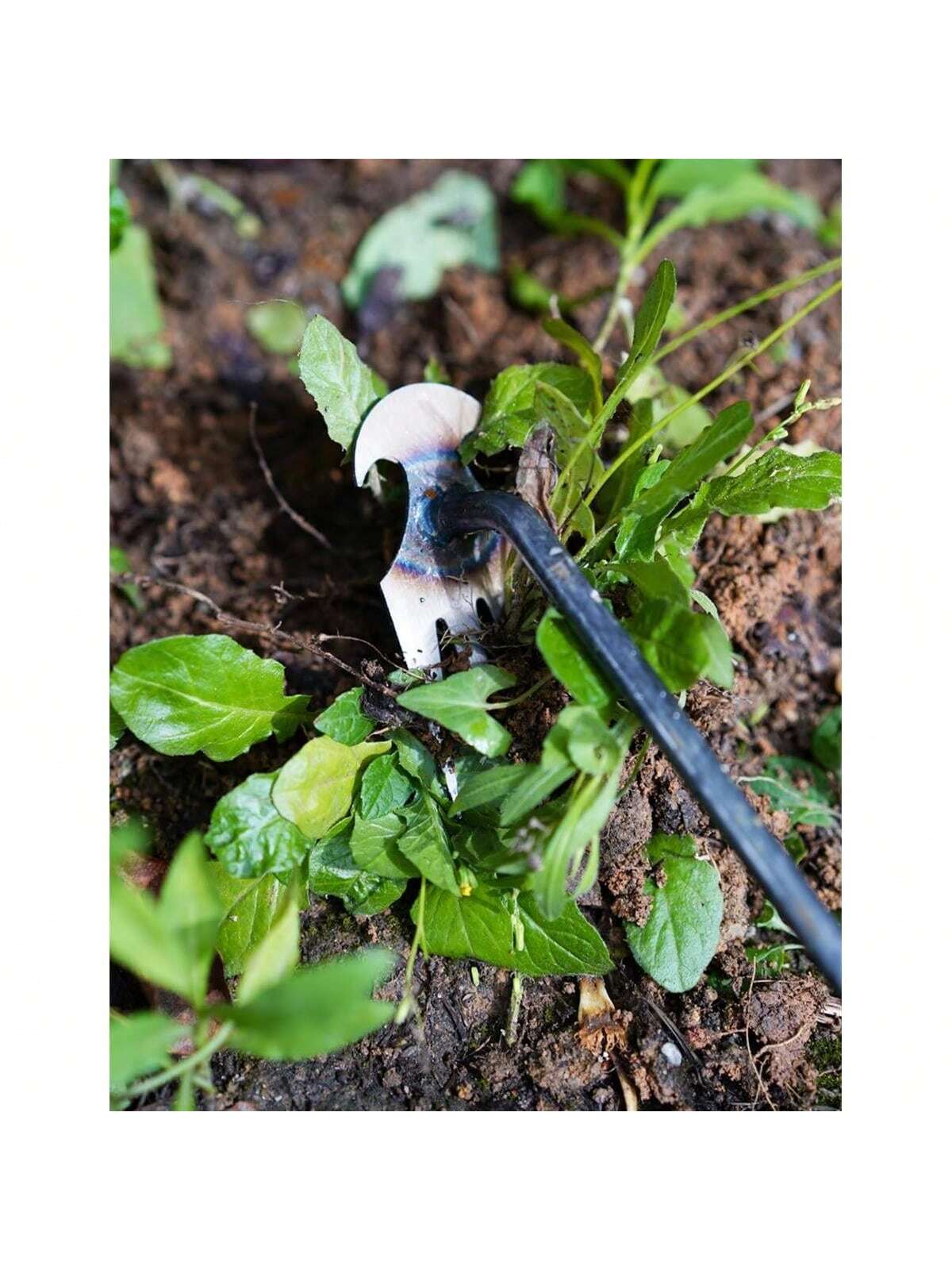 4 Teeths - Multifunctional Han - đánh giá và giá Gardening Tools Hand